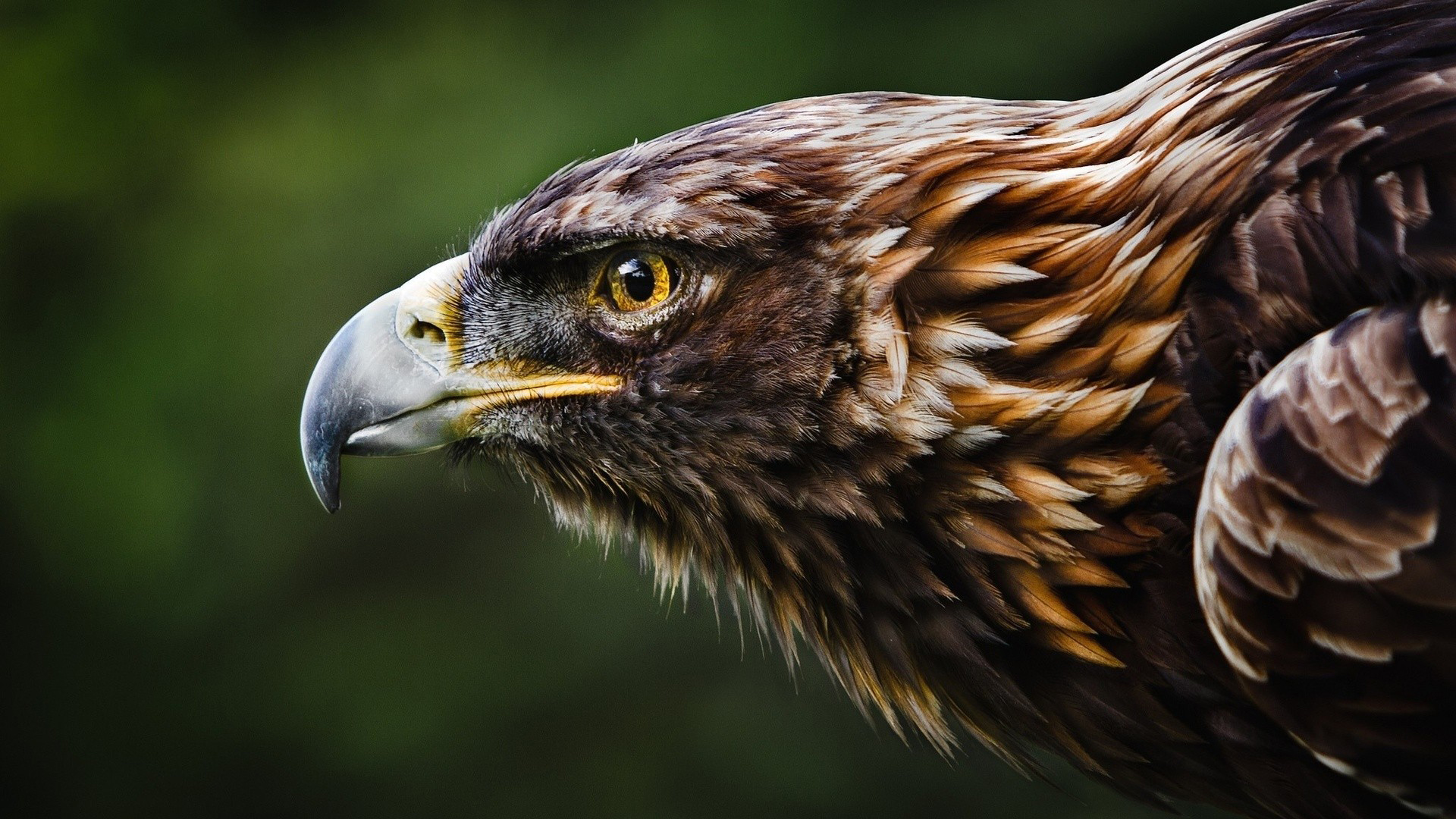 vulture
